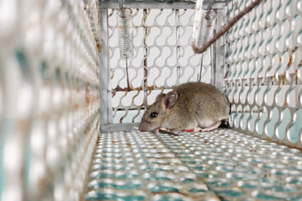 ネズミが嫌いなもの 食べ物 匂い 天敵 でネズミ駆除