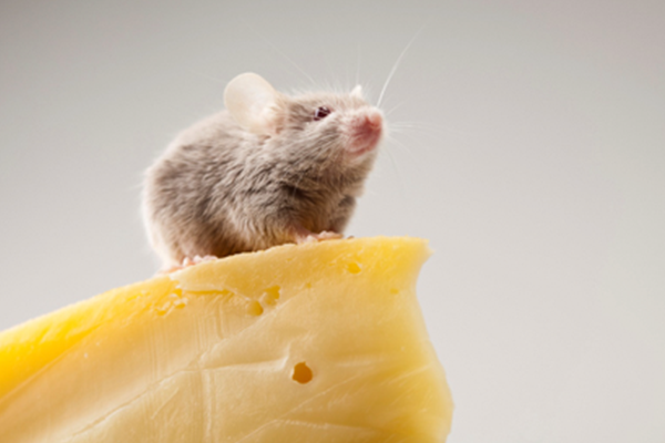 ネズミが嫌いなもの 食べ物 匂い 天敵 でネズミ駆除
