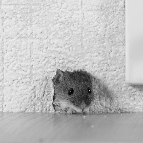 ネズミは直径5mmの隙間があれば侵入